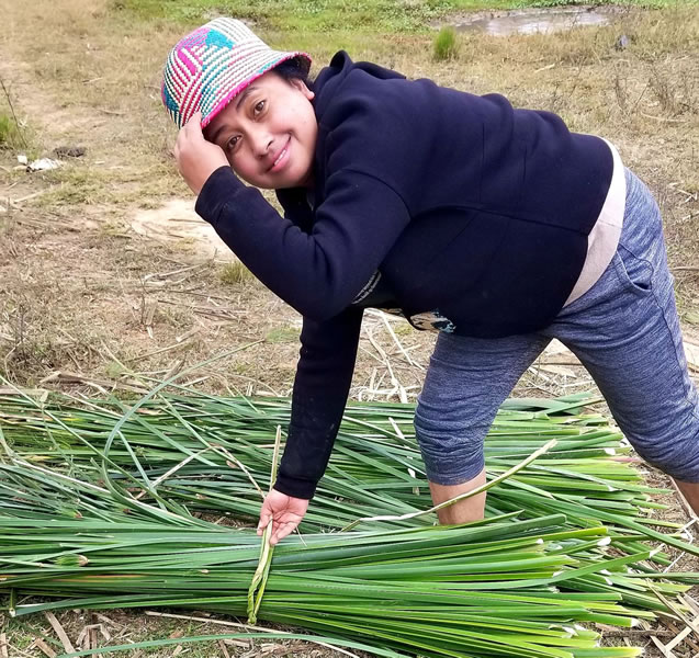 Récolte et tri des tiges de Cyperus madagascariensis avec les artisans locaux. © Larissa, septembre 2026