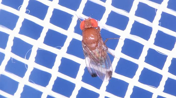 La drosophile à ailes tachetées, Drosophila suzukii, (Photo : C. Caceres, FAO/AIEA)