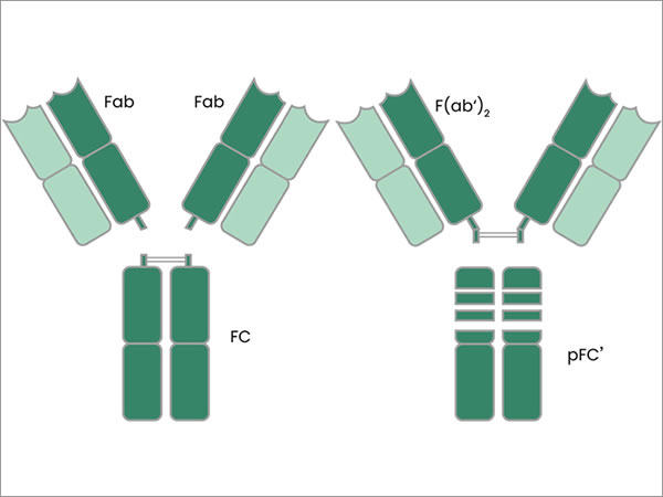 La production et l'application des fragments d'anticorps - Plus petits, mais plus spÃ©cifiques