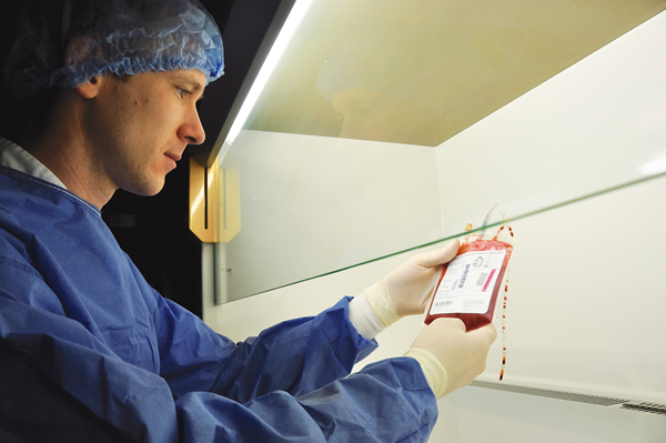 Greffon de cellules hématopoïétiques ©IPC