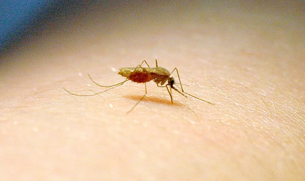 Anopheles gambiae : le moustique vecteur du paludisme - © IRD - Michel Dukhan