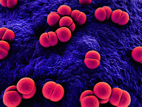 Meningococcus Bacterian (©Sanofi  Sebastian Kaulitzki – Fotolia)