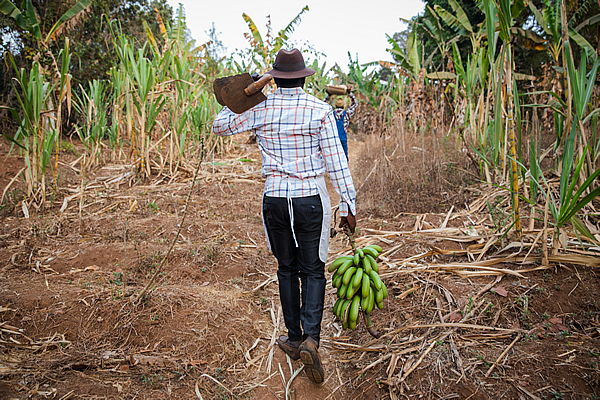 Deux agriculteurs africains dans les champs