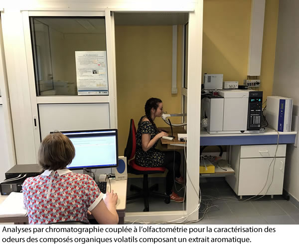 Analyses par chromatographie couplée à l’olfactométrie pour la caractérisation des odeurs des composés organiques volatils composant un extrait aromatique. 
